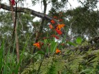J9A Belouve Trou-de-fer 54