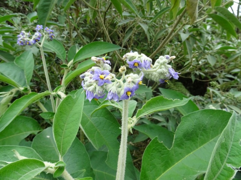 Bringellier marron ou tabac marron (Solanum mauritianum) J9A_Belouve_Trou-de-fer_55.jpg