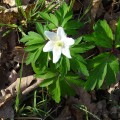 anemone des bois