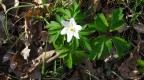 anemone des bois