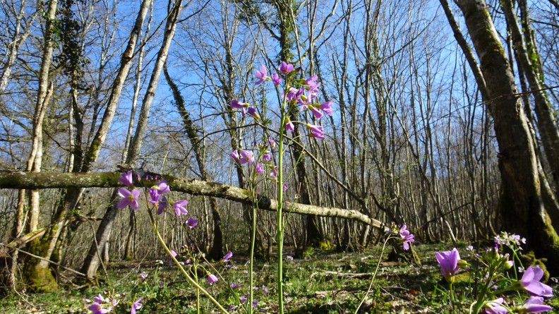 cardamine des pres - cardamine_des_pres.jpg cardamine_des_pres.jpg