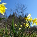 jonquilles