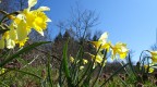 jonquilles