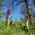 orchis mascula