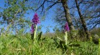 orchis mascula