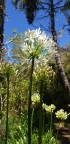 agapanthe