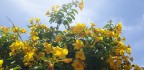 allamanda bouquet