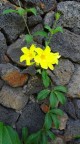 allamanda