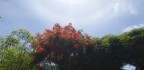 flamboyant