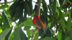 Foudil rouge cardinal (3747 visits) Foudil rouge cardinal