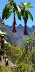 fuchsia de bolivie