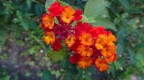 lantana